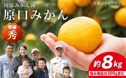 【11月下旬より配送】 原口みかん 秀品/みかん 約8kg（傷み保証分300g含む）＜川添みかん園＞ [CCT003]  みかん ミカン 西海  西海市  贈答 ギフト