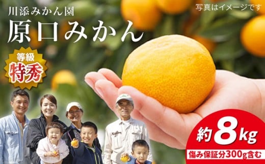 【11月下旬より配送】 原口 みかん /特秀品 みかん 約8kg（傷み保証分300g含む） ＜川添みかん園＞ [CCT004] みかん 甘い 原口みかん 果物 フルーツ みかん 贈答 ギフト