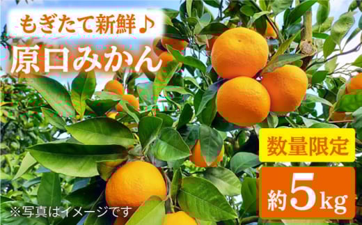 みかん 西海 【☆先行予約☆】 原口みかん 約5kg  中尾果樹園＞ [CEL001] 長崎県 西海市 みかん ミカン 柑橘 フルーツ 西海 オレンジ 果物 ミカン 贈答 ギフト フルーツ 果実 甘い あまい デザート 新鮮 産地直送 くだもの