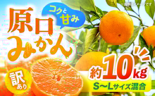 みかん 【12月より発送開始】【 訳あり 】 原口みかん 約10kg （S～Lサイズ混合）  長崎 西海 みかん ミカン 原口みかん 5kg 10kg みかん 訳あり ＜横坂農園＞ [CFW004]