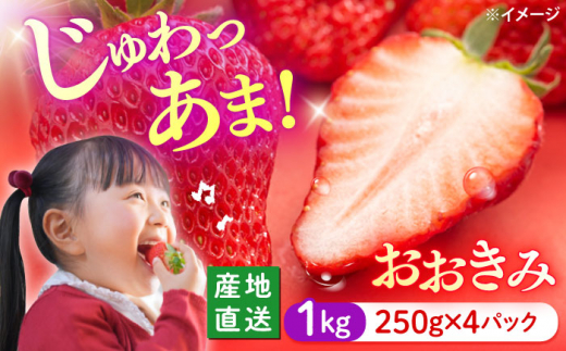 いちご  【1月より順次発送】  おおきみ 計1kg（約250g×4パック） ＜武藤農園＞ [CFV004] 長崎県 西海市 イチゴ  贈答 ギフト  大粒 果物 フルーツ おおきみ 果実 甘い イチゴ ストロベリー あまい デザート 新鮮 産地直送 くだもの 苺