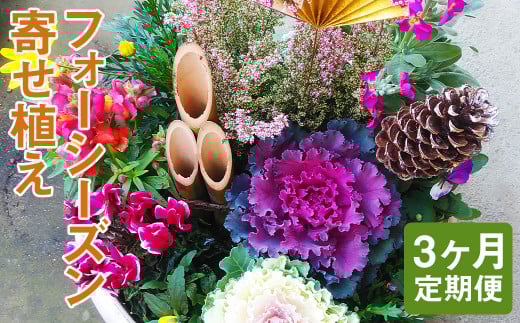 【定期便3回】フォーシーズン お花の寄せ植え【お申込み翌月から出荷】