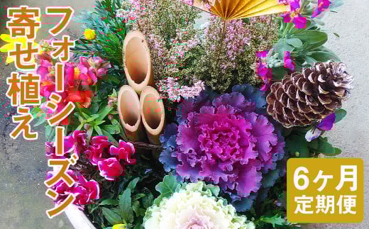 【定期便6回】フォーシーズン お花の寄せ植え【お申込み翌月から出荷】