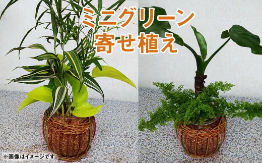 ミニグリーン 寄せ植え(bring green)ガラス瓶植え 観葉植物 植物 インテリア[90日以内に出荷予定(土日祝除く)]