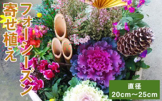 フォーシーズン お花の寄せ植え 4~5種 花 フラワー 観葉植物 植物 インテリア【90日以内に出荷予定(土日祝除く)】