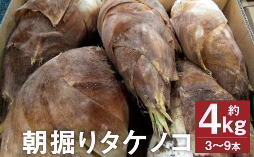 朝掘り タケノコ 約4kg（3～9本）【2026年4月上旬より順次発送】 野菜 やさい たけのこ 筍 タケノコ 熊本県産 国産 st-p