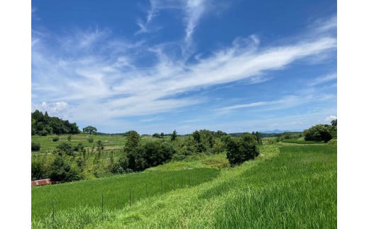 ◆令和7年新米◆米粒が光る近江棚田米 特別栽培米 滋賀県大津産 コシヒカリ 白米10kg