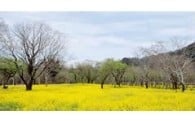 市長が必要と認める事業