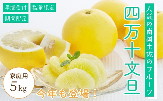 四万十 文旦 家庭用 5kg 早期受付 期間限定 数量限定 人気 ぶんたん 土佐文旦 ブンタン 冬 旬 限定 国産 フルーツ 果物 柑橘 高知 四万十 しまんと お取り寄せ 産地直送 【配送時期:2026年2月下旬~3月上旬】25-781
