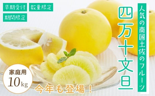 四万十 文旦 家庭用 10kg 早期受付 期間限定 数量限定 人気 ぶんたん 土佐文旦 ブンタン 冬 旬 限定 国産 フルーツ 果物 柑橘 高知 四万十 しまんと お取り寄せ 産地直送 【配送時期:2026年2月下旬~3月上旬】25-782