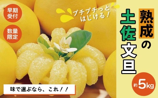 【早期受付・数量限定】熟成の土佐文旦5kg 家庭用 予約 先行 先行受付 早期 早期受付 数量限定 2026年配送 家庭用 5kg 大人気 リピーター 限定 国産 フルーツ 果物 旬 文旦 ぶんたん ブンタン 土佐文旦 柑橘 柑橘類 オススメ 四万十市 四万十 しまんと 高知県 高知 南国 土佐 四国 産地直送 農家直送 お取り寄せ 送料無料 【2026年2月下旬より発送】R7-551