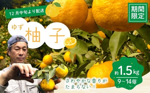 ゆず 約 1.5kg 9~14個 高知県産 四万十市産 贈答用 ギフト 【 早期受付 数量限定 】先行 予約 柚子 ユズ 柑橘 フルーツ 果物 酢みかん 高知県 高知 四万十市 四万十 しまんと お取り寄せ 【 2025年 12月中旬~ 2026年 1月下旬発送】25-1008