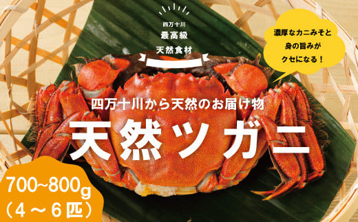 24-030.最高級天然食材!四万十川の天然ツガニ 約700g~800g(4~6匹)