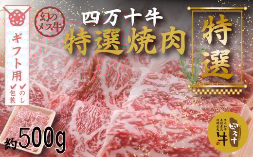 【ギフト用(包装・のし対応)】R5-977G.幻のメス牛 四万十牛特選焼肉(約500g)