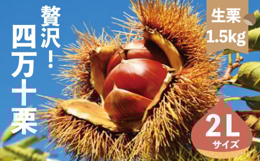 【 期間限定 数量限定 】 新栗 贅沢 四万十栗 2Lサイズ 約1.5kg 生栗 栗 くり マロン 秋 フルーツ 果物 おやつ 焼き栗 栗ご飯 栗きんとん 甘露煮 高知 高知県 四万十 四万十市 しまんと 【2025年10月上旬～発送】25-577