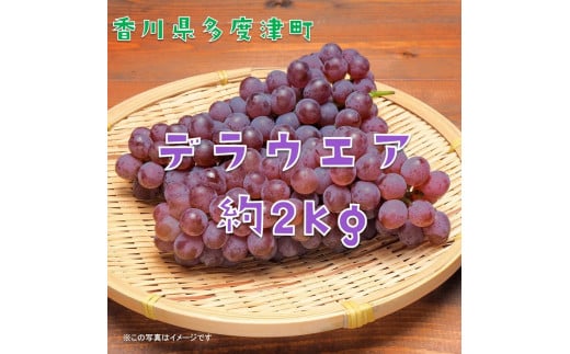 多度津町白方特産　デラウェアぶどう 約２kg【令和8年7月上旬より発送！予約受付中】【B-20】