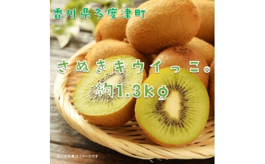 香川県オリジナルキウイフルーツ「さぬきキウイっこ®」1.3kg【予約受付中！令和7年11月上旬頃から発送】【A-46】