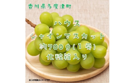 ハウスシャインマスカット　１房　化粧箱【令和8年7月下旬頃発送!予約受付中!】【B-35】
