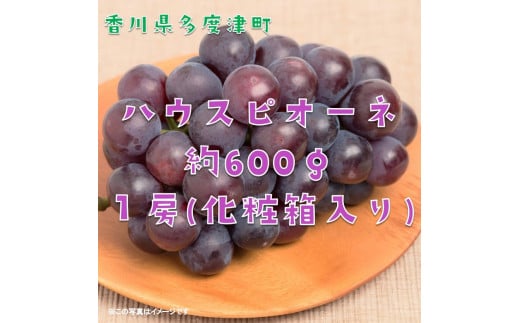 ハウスピオーネ　１房　化粧箱【令和8年7月下旬頃発送!予約受付中!】【A-51】