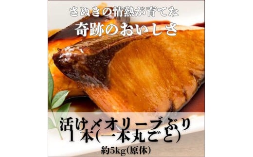 活け〆オリーブぶり１本（一本丸ごと）【12月頃から出荷開始！】【D-511】