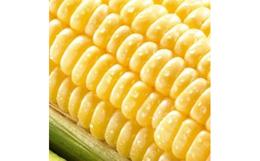朝採れ！とうもろこし【おおもの】5kg（11本～13本）【令和7年6月下旬頃】【L-47】