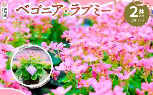 [先行受付9月より発送 数量･期間限定]鉢花 ベゴニア・ラブミー 5号鉢×2鉢 [鉢花 ふるさと納税 敬老の日ギフト ベゴニア](H069115)