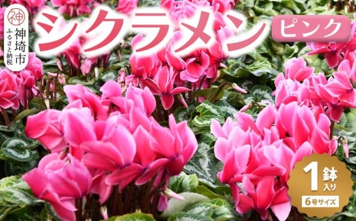 【先行受付11月20日より発送 数量・期間限定】鉢花 シクラメン  ピンク6号鉢【シクラメン 冬のギフト ふるさと納税】(H069111)