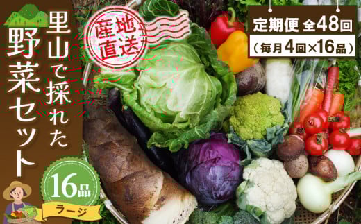 年間定期便48回 里山で採れた野菜セットラージ 16品 【有機野菜 おまかせ野菜セット イタリア野菜 西洋野菜 定期便】(H078112)