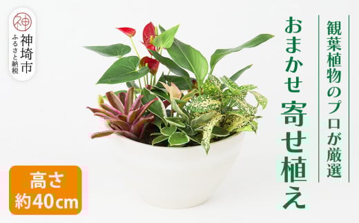 オリジナルアレンジ観葉植物　Mサイズ【寄せ植え インテリア リビング 室内 グリーン 植物 癒し リフレッシュ】 (H086105)