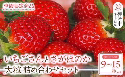 【先行受付 令和8年1月下旬より発送開始】いちごさん さがほのか 大玉いちごセット 9粒から15粒（約350g）【果物 いちご 苺 いちごさん さがほのか】(H101101)