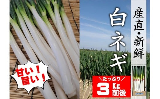 【先行予約】産地直送・新鮮!甘くて美味しい白ネギ (3kg前後) 西日本トップクラスの産地・大分県豊後高田市産 広大な干拓で育ったミネラル豊富な白ねぎ ネギ ねぎ 長ネギ 鍋 野菜
