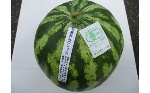 有機栽培 スイカ 中玉 1個 先行予約