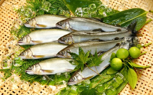日野川育ちの「夏香鮎」瞬間冷凍1kg(約12~14尾)