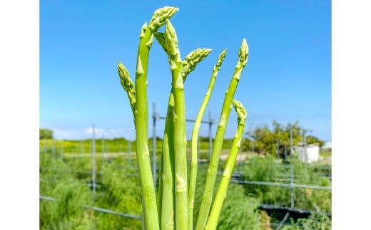 きのこの廃菌床で育てたアスパラガス1年苗【家庭菜園 苗 アスパラガス ウェルカム 多年草】
