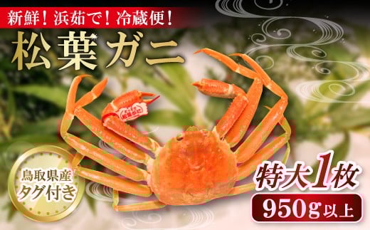 鳥取県産 タグ付き松葉ガニ 特大