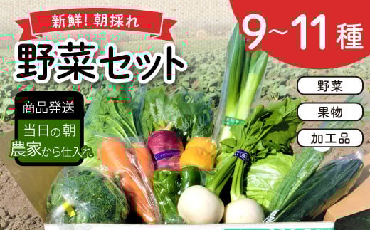 新鮮朝採れ野菜セット【 新鮮野菜 9~11種類 季節 旬 野菜 果物 詰め合せ 国産 おまかせ 葉物 根菜 冷蔵 野菜室 加工品 鳥取県産 季節限定 山菜 加工品】