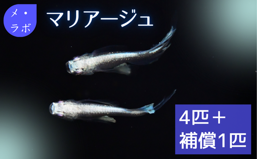 メダカ マリアージュ 2ペア