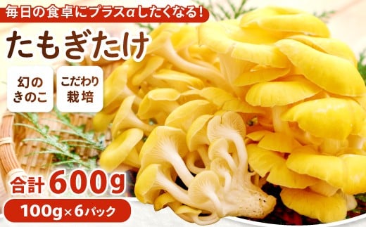 オーガニック菌床たもぎたけ6パック【タモギ茸 きのこ たもぎ茸 キノコ セット 茸 詰め合わせ たもぎたけ タモギタケ エルゴチオネイン だし 出汁】