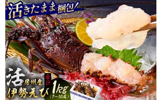 房州産伊勢えび(房州海老)総量 1kg【おがくず梱包】 mi0020-0001 魚介 海鮮 お祝い ギフト プレゼント 天然 海老 エビ 刺身 千葉 キャンプ BBQ バーベキュー