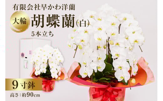 大輪胡蝶蘭白５本立 mi0013-0004 【花 ギフト 胡蝶蘭 大輪 豪華 観葉植物 花持ち お祝い 】