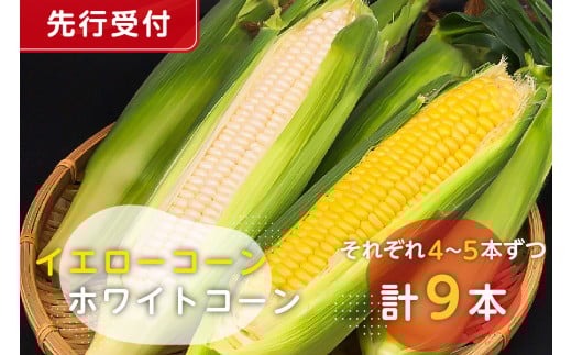 【先行受付 2026年6月中旬～7月下旬発送予定】トウモロコシ（イエローコーン、ホワイトコーンそれぞれ4～5本ずつ）計9本 mi0044-0001 【とうもろこし 野菜 コーン 新鮮 朝採れ】