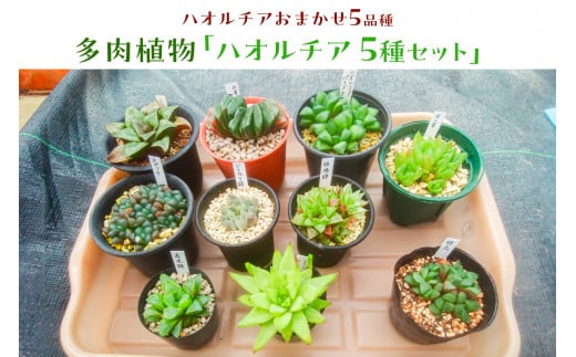 多肉植物「ハオルチア 5種セット」 mi0034-0003