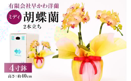 ミディ胡蝶蘭2本立 mi0013-0001 [花 観葉植物 4寸鉢 コンパクトサイズ お祝い ギフト 贈答]