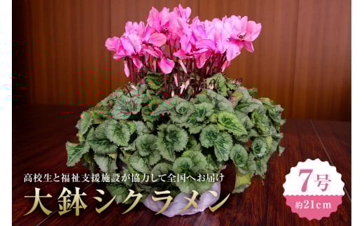 【思いやり型返礼品】《先行予約 数量限定 季節限定》高校生と福祉支援施設が協力して全国へお届けする たくさんの愛が詰まった大鉢シクラメン (発送予定:2025年11月下旬~2025年12月上旬) mi0049-0001 花 フラワー 植物 観葉植物 自然
