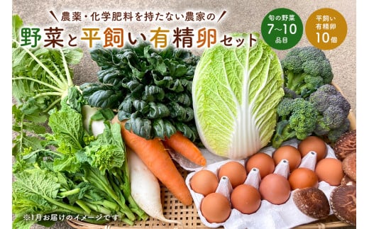 11月発送 農薬・化学肥料を持たない農家の野菜(7~10種類)と 平飼有精卵のセット mi0036-0017-11 【野菜 卵 露地栽培 国産 旬野菜 季節野菜 キャベツ きゅうり トマト 果物 蒟蒻 味噌】