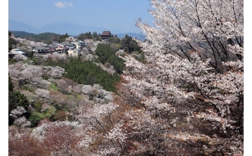 信仰の桜コース