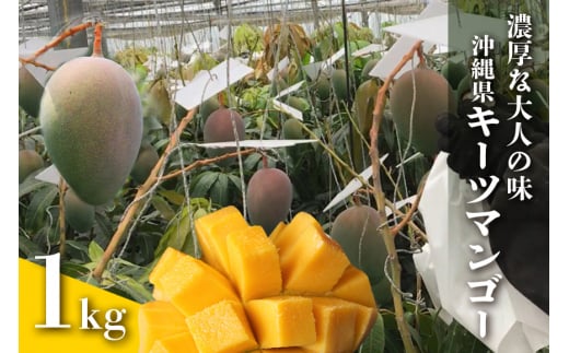 【 先行予約 2026年 発送 】 濃厚な大人の味 沖縄県「 キーツマンゴー 」1kg 沖縄県産 マンゴー 1キロ 緑色 希少 国産 果物 南国 くだもの フルーツ 夏 旬 特産品 沖縄 お取り寄せ 産地直送 農家直送 甘い 濃厚 糸満市
