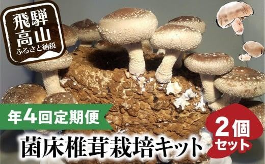 【2026年2月発送開始】 定期便 菌床椎茸栽培キット 2個×全4回(2月・5月・10月・1月に発送)| しいたけ シイタケ 椎茸 栽培キット きのこ 栽培 菌床 しいたけ菌 椎茸菌 栽培ブロック 採れたて とれたて 夏休み 自由研究 園芸 食育 飛騨高山きのこの里 GK101VC02
