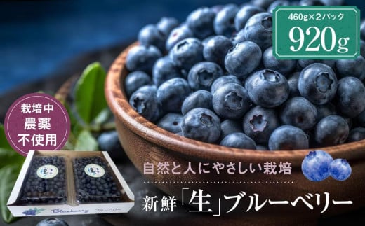 【2026年発送先行受付】治助ファームの北部ハイブッシュブルーベリー「生果実」460g×2パック(栽培中農薬不使用)| ブルーベリー 果物 果実 完熟 フルーツ 飛騨高山 治助ファーム LJ002