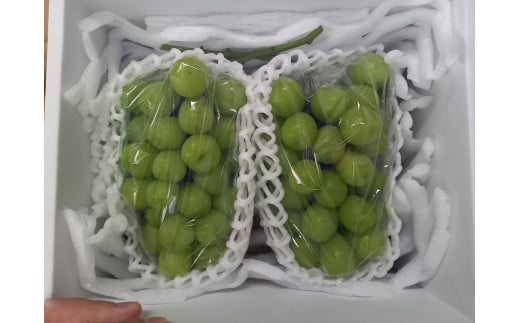 08-11-008　シャインマスカット2房